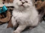 Tica ragdoll litter - Ragdoll Cat For Sale - Pittsburgh&comma; PA&comma; US