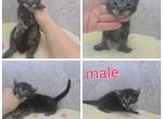 Poly male black smoke - Maine Coon Cat For Sale - Frenchtown&comma; MI&comma; US