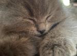 RESERVED Grey Persian Ragdoll Male - Persian Cat For Sale - McKinney&comma; TX&comma; US