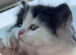RESERVED White&Black Bicolor Persian Ragdoll Male - Persian Cat For Sale - McKinney&comma; TX&comma; US