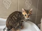 February kittens - Bengal Cat For Sale - Denver&comma; CO&comma; US
