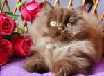Valentino - British Shorthair Cat For Sale - Norwalk&comma; CT&comma; US