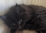 Lincoln - Maine Coon Cat For Sale - Port Clinton&comma; OH&comma; US
