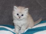 Peanut - Ragdoll Cat For Sale - Bethesda&comma; MD&comma; US