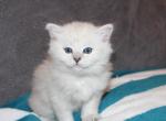 Latte - Ragdoll Cat For Sale - Bethesda&comma; MD&comma; US