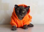 Kair - Burmese Kitten For Sale - Miami&comma; FL&comma; US
