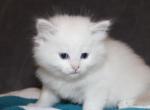 Cotton - Ragdoll Cat For Sale - Bethesda&comma; MD&comma; US