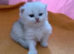 Longhair boy - British Shorthair Cat For Sale - New York&comma; NY&comma; US
