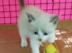 BlueSnowshoe Boy - Snowshoe Cat For Sale - Walterboro&comma; SC&comma; US
