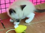 Sealpoint Snowshoe Boy - Snowshoe Cat For Sale - Walterboro&comma; SC&comma; US