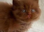 Choco - British Shorthair Cat For Sale - Brooklyn&comma; NY&comma; US