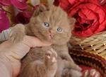 Diamant - British Shorthair Cat For Sale - Brooklyn&comma; NY&comma; US
