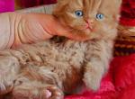 Damir - British Shorthair Cat For Sale - Brooklyn&comma; NY&comma; US