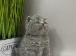Garold - British Shorthair Cat For Sale - Brooklyn&comma; NY&comma; US