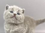 Gucci - British Shorthair Cat For Sale - Brooklyn&comma; NY&comma; US
