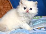 Kendy - Persian Cat For Sale - Brooklyn&comma; NY&comma; US