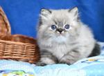 Karim - Persian Cat For Sale - Brooklyn&comma; NY&comma; US