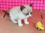 SealSnowshoe BoyBlaze - Snowshoe Cat For Sale - Walterboro&comma; SC&comma; US