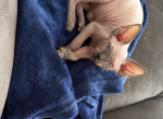 Guerra - Sphynx Cat For Sale - Chicago&comma; IL&comma; US