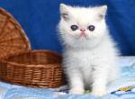 Ken - Persian Cat For Sale - Brooklyn&comma; NY&comma; US