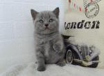 Sven - British Shorthair Cat For Sale - Brooklyn&comma; NY&comma; US