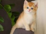 Mike - British Shorthair Cat For Sale - Brooklyn&comma; NY&comma; US
