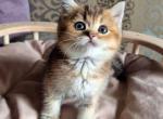 Lucky - British Shorthair Cat For Sale - Brooklyn&comma; NY&comma; US