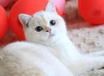 Vincent - British Shorthair Kitten For Sale - Brooklyn&comma; NY&comma; US
