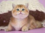 Polina - British Shorthair Cat For Sale - Brooklyn&comma; NY&comma; US