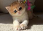 Nora - British Shorthair Cat For Sale - Brooklyn&comma; NY&comma; US