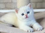 Leon - British Shorthair Cat For Sale - Brooklyn&comma; NY&comma; US