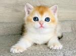Lider - British Shorthair Cat For Sale - Brooklyn&comma; NY&comma; US