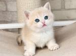 Luna - British Shorthair Cat For Sale - Brooklyn&comma; NY&comma; US