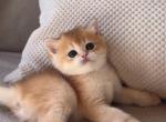Navy - British Shorthair Cat For Sale - Brooklyn&comma; NY&comma; US