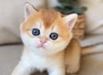 Nensy - British Shorthair Cat For Sale - Brooklyn&comma; NY&comma; US