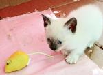 ChocolateSnowshoe Girl - Snowshoe Cat For Sale - Walterboro&comma; SC&comma; US