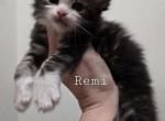 Remington - Maine Coon Cat For Sale - Elk Grove&comma; CA&comma; US