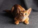 Leone - Abyssinian Kitten For Sale - Phoenix&comma; AZ&comma; US