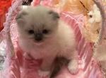 Kitty - Scottish Fold Cat For Sale - New York&comma; NY&comma; US