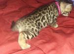 Purple - Bengal Cat For Sale - Tallahassee&comma; FL&comma; US