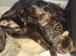 Bagheera Melanestic bengal and Mufasa - Bengal Cat For Sale - Tallahassee&comma; FL&comma; US