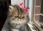 Golden 2 - Persian Cat For Sale - Fort Worth&comma; TX&comma; US