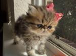 Golden 1 - Persian Cat For Sale - Fort Worth&comma; TX&comma; US