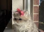 Blue golden girl 2 - Persian Cat For Sale - Fort Worth&comma; TX&comma; US