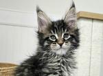 Odessa - Maine Coon Cat For Sale - Charlotte&comma; NC&comma; US