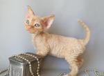 Colin - Devon Rex Cat For Sale - Norwalk&comma; CT&comma; US