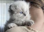 February kittens - Himalayan Cat For Sale - Vestal&comma; NY&comma; US