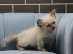 Qucksilk of RomanovCats - Siberian Cat For Sale - Ashburn&comma; VA&comma; US