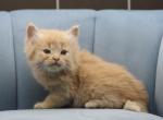 Sisu of RomanovCats - Siberian Cat For Sale - Ashburn&comma; VA&comma; US