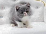 Sensei - Exotic Cat For Sale - Pembroke Pines&comma; FL&comma; US
